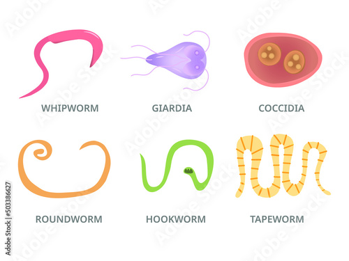 Vector Illustration of a Human  Parasites,  hookworm whipworm tapeworm