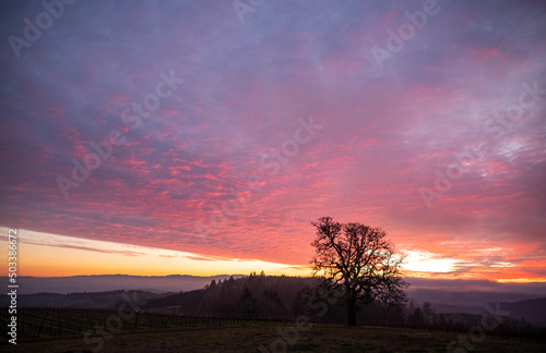 A vivid purple and orange sunset sky hangs over an iconic oak tree, silhouetted against the last light of the day. 