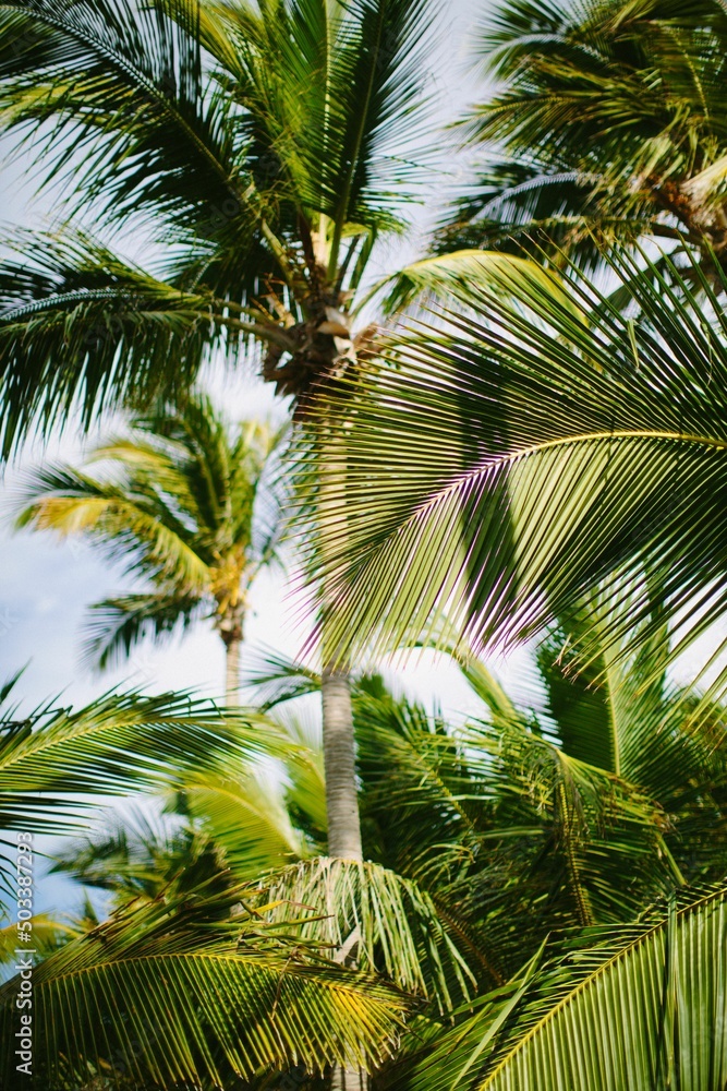 Palm trees wild garden background Palm trees wild garden background