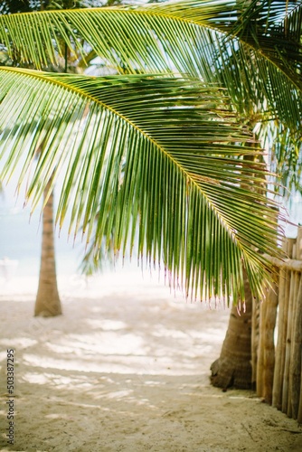 Beautiful green palm tree leaf at the beach closeup 