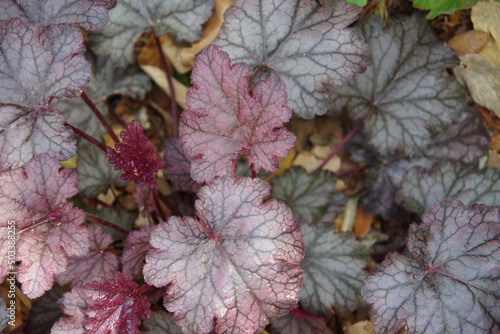 Close-up of Heuchera micrantha Palace Purple Coral Bells leaves