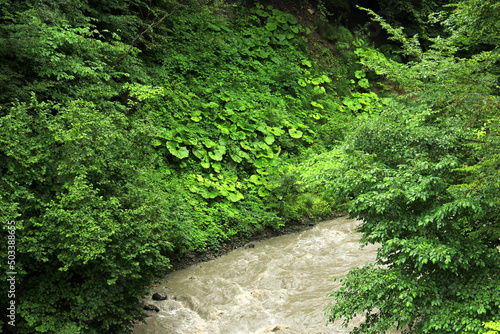 Muddy river in the canyon.