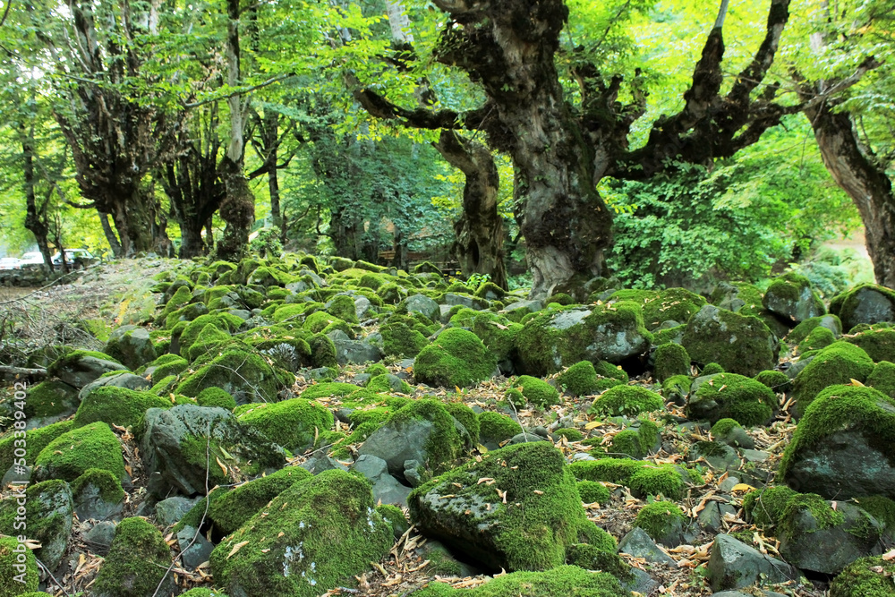 Moss covered stones in the forest. Moss covered stones in the forest.