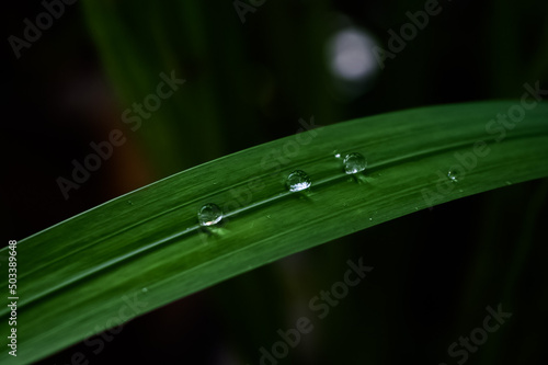 Leaf With Water Droplets 