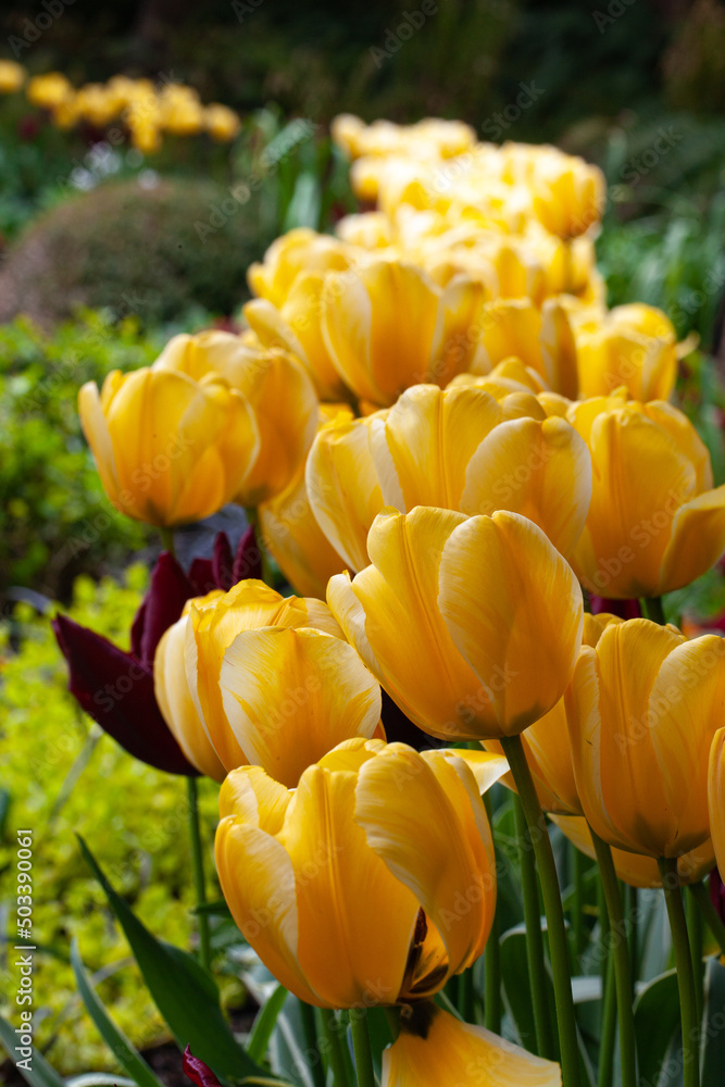 Obraz premium A row of yellow tulips blooming in the garden during spring time