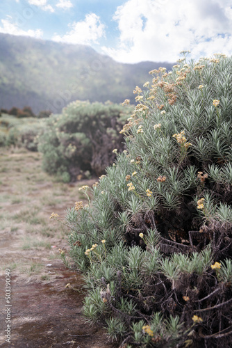 Groups of edelweiss mountain flower