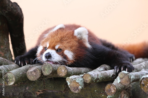 Red Panda laying on the tree branch