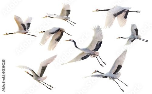 Fotografija red crowned crane flying paint on white background with clipping path