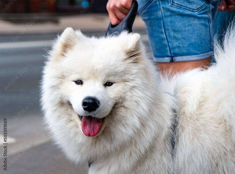 Cute white husky on the street