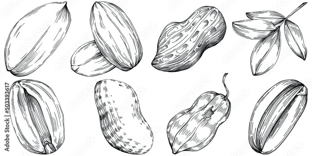 Peanut hand-drawn Vector Illustration isolated on white background. Retro style farm product for restaurant menu, market label, logo, emblem and kitchen design. Decoration for food packaging. Peanut hand-drawn Vector Illustration isolated on white background. Retro style farm product for restaurant menu, market label, logo, emblem and kitchen design. Decoration for food packaging.
