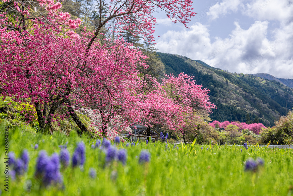 明宝小川のハナモモ　岐阜県郡上市明宝小川