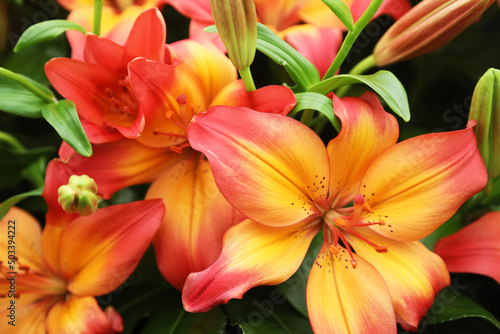 Beautiful array of lilium flowers in pinks, whites and orange