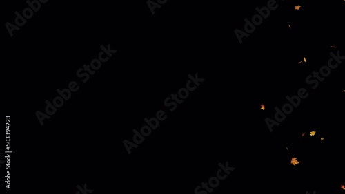 Maple Leaves Falling with Alpha Channel. Maple leaves falling with alpha channel you can place on footage or background.