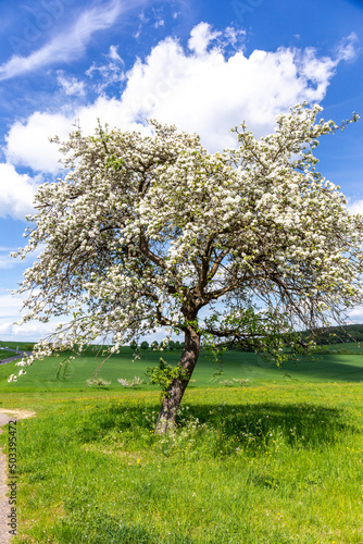 Bilde på lerret blooming tree in spring in beautiful light