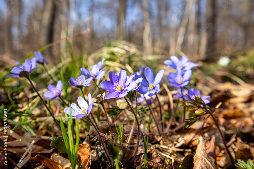 Frühlingserwachen im Selketal Frühblüher im Wald Frühlingserwachen im Selketal Frühblüher im Wald