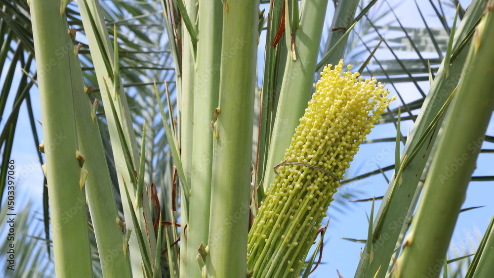 Obraz premium Date palm flowers on the tree. Bouquets of female date palm flowers bloom with green spiky petioles on palm trees. Selective focus