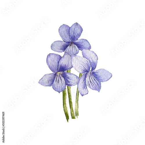 watercolor drawing bouquet of spring flowers, blue violets isolated at white background , hand drawn botanical illustration