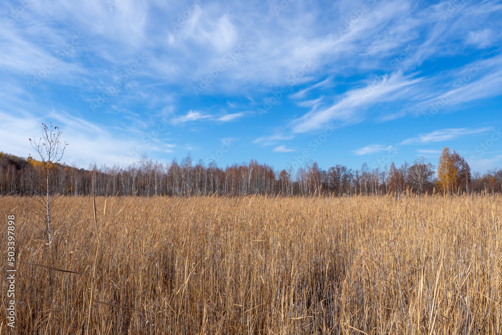 Obraz premium Thickets of dry reeds, swamp. Beautiful autumn natural landscape.