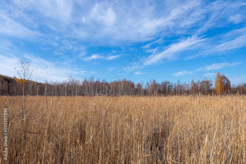 Thickets of dry reeds, swamp. Beautiful autumn natural landscape.