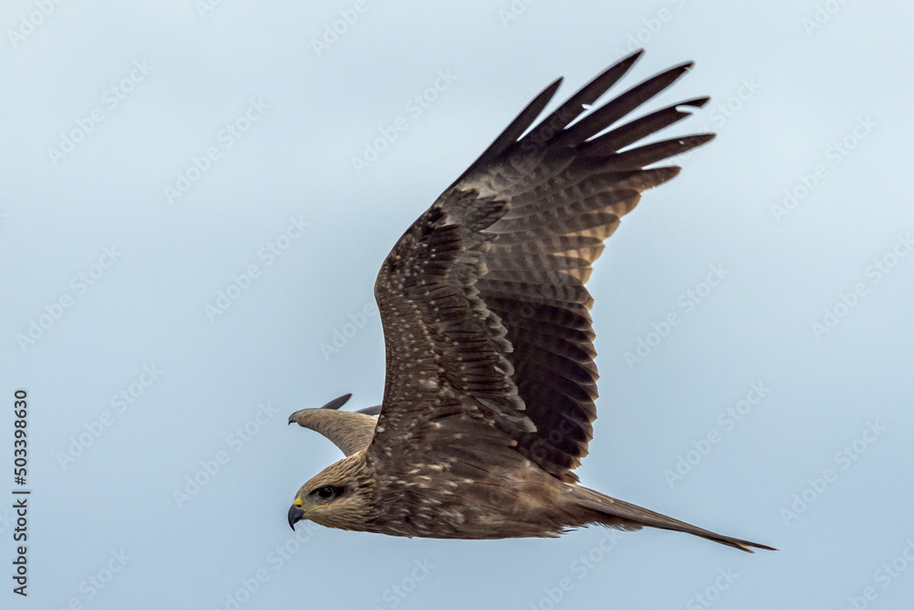 Fototapeta premium Black Kite in Queensland Australia