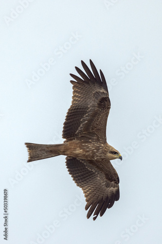 Black Kite in Queensland Australia