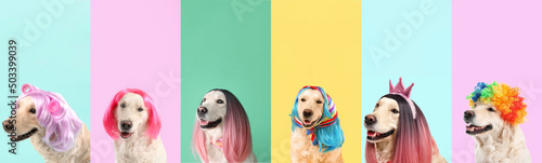 Collage with funny Labrador dog in different wigs on colorful background photo