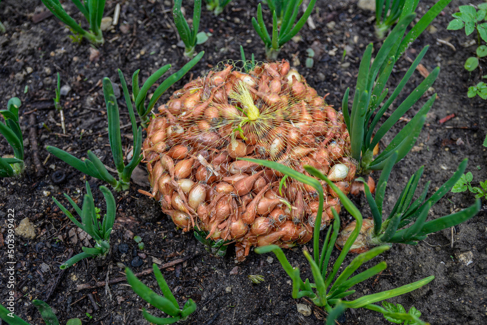 Small bulbs of onions for planting in assortment Small bulbs of onions for planting in assortment