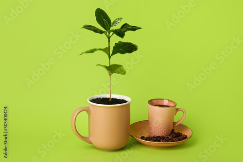 Young coffee tree and cup o...