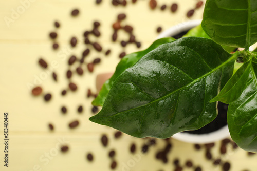 Young coffee tree with wet ...