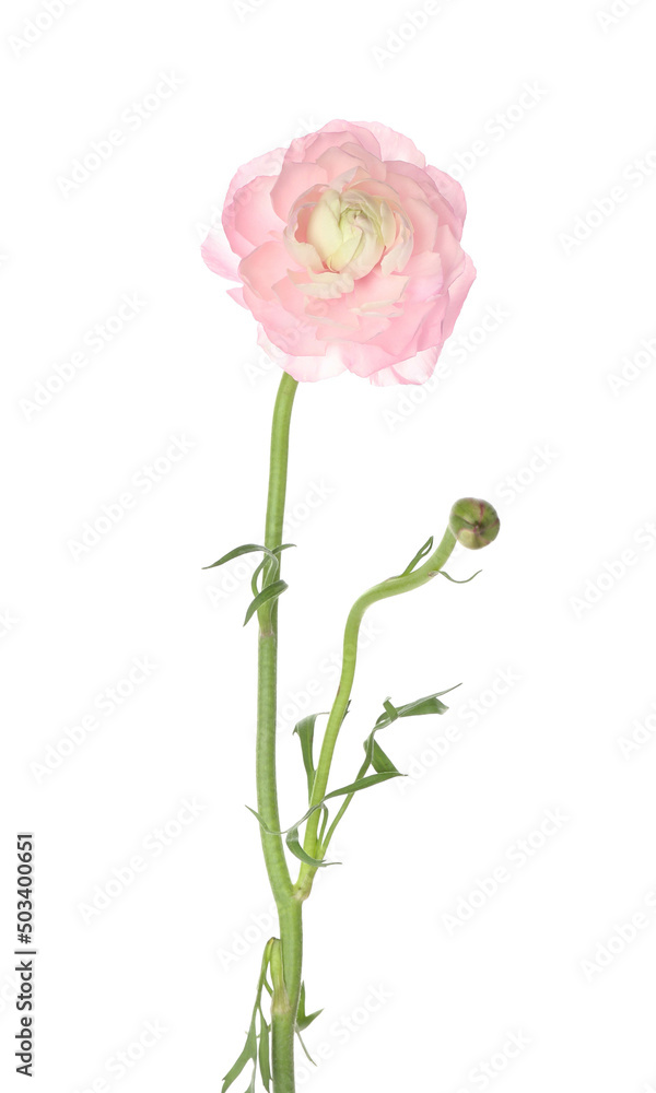 Pink ranunculus flower isolated on white background, closeup Pink ranunculus flower isolated on white background, closeup