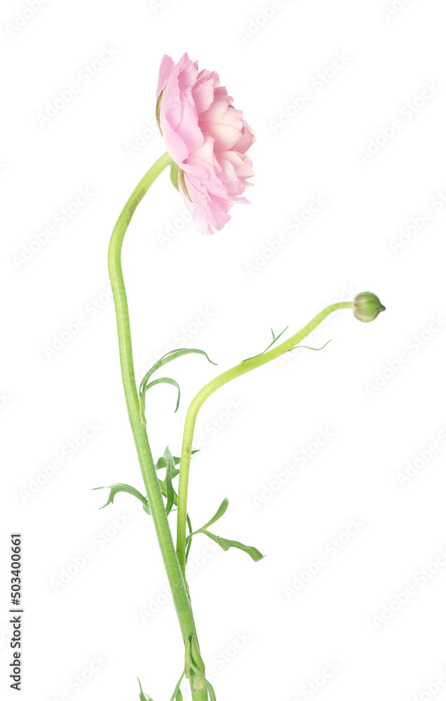 Pink ranunculus flower isolated on white background, closeup Pink ranunculus flower isolated on white background, closeup