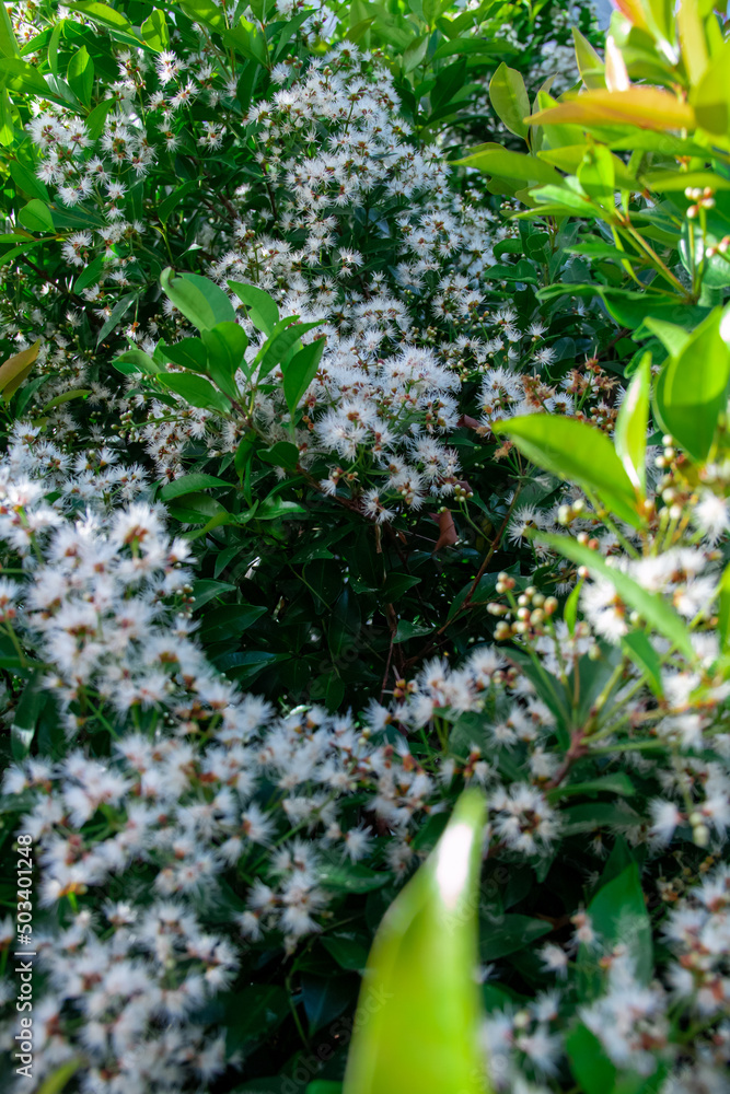 spring in the garden