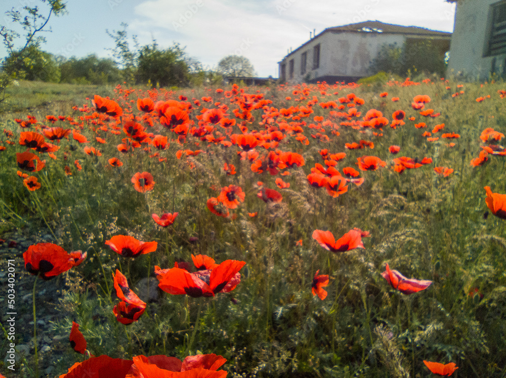 Obraz premium Red poppies and abandoned building in Georgia travel