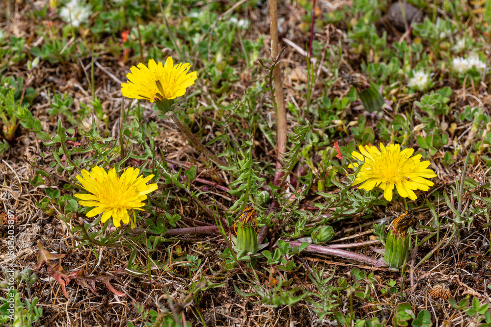 Small Dandelion plant with its yellow flowers. Small Dandelion plant with its yellow flowers.