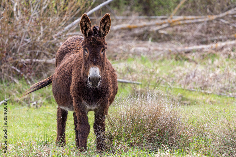 Brown donkey looking straight ahead. Equus africanus asinus. Brown donkey looking straight ahead. Equus africanus asinus.