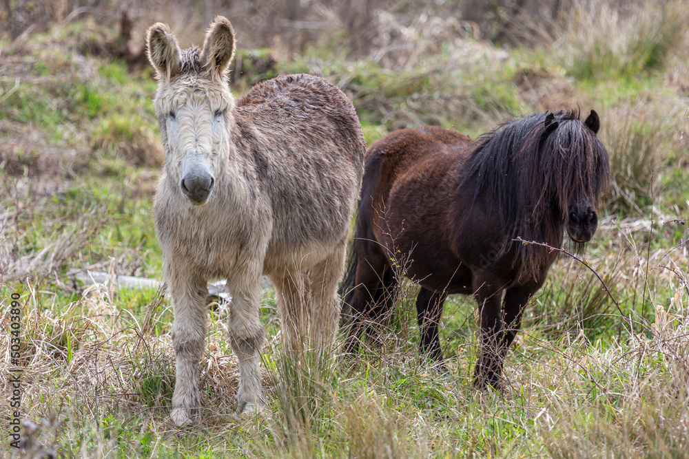 Fototapeta premium Light colored donkey and dark brown pony with long manes.