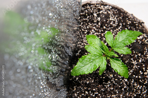 Cannabis seedling in a grow box, macro view. Small marijuana plant in a grow box with coconut soil, top view, flat lay. Micro growing concept. Watering hemp. photo