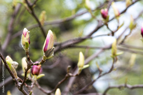 Closed buds of pink magnolia on a branch closeup