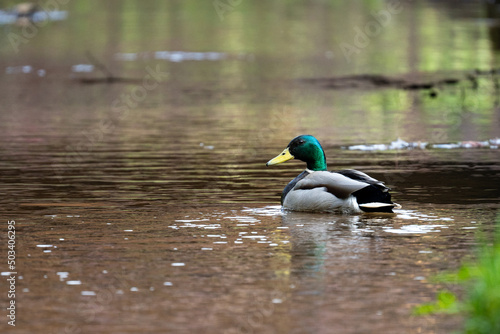 Male mallard duck swim in a pond in search of food.