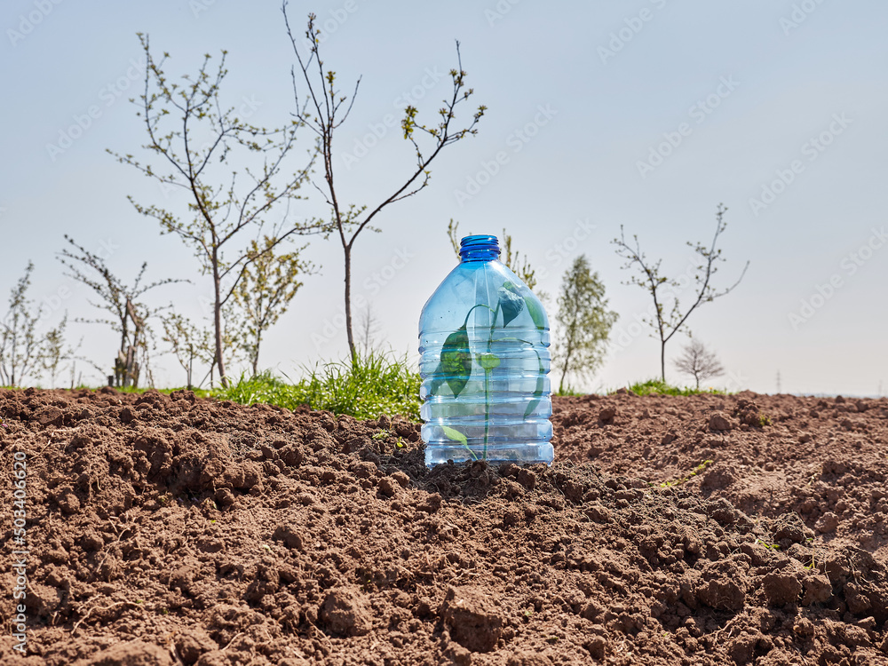 Protect the plant from frost and sunburn with a plastic bottle