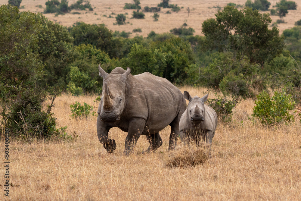 White Rhinoceros Ceratotherium simum Square-lipped Rhinoceros at Khama Rhino Sanctuary Kenya Africa. White Rhinoceros Ceratotherium simum Square-lipped Rhinoceros at Khama Rhino Sanctuary Kenya Africa.