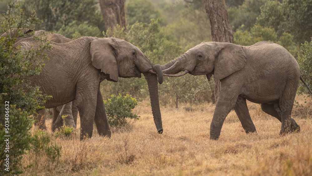 Fototapeta premium Clsoe up of African Bush Elephants walking on the road in wildlife reserve. Maasai Mara, Kenya, Africa. (Loxodonta africana)