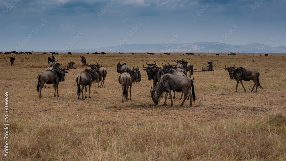 Obraz premium Wildebeest migration, Serengeti National Park, Tanzania, Africa