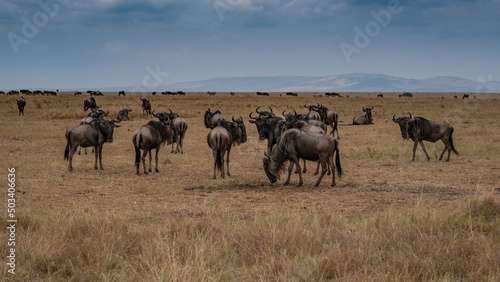 Wildebeest migration, Serengeti National Park, Tanzania, Africa © vaclav