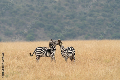 african plains zebra on the dry brown savannah grasslands browsing and grazing. focus is on the zebra with the background blurred  the animal is vigilant while it feeds