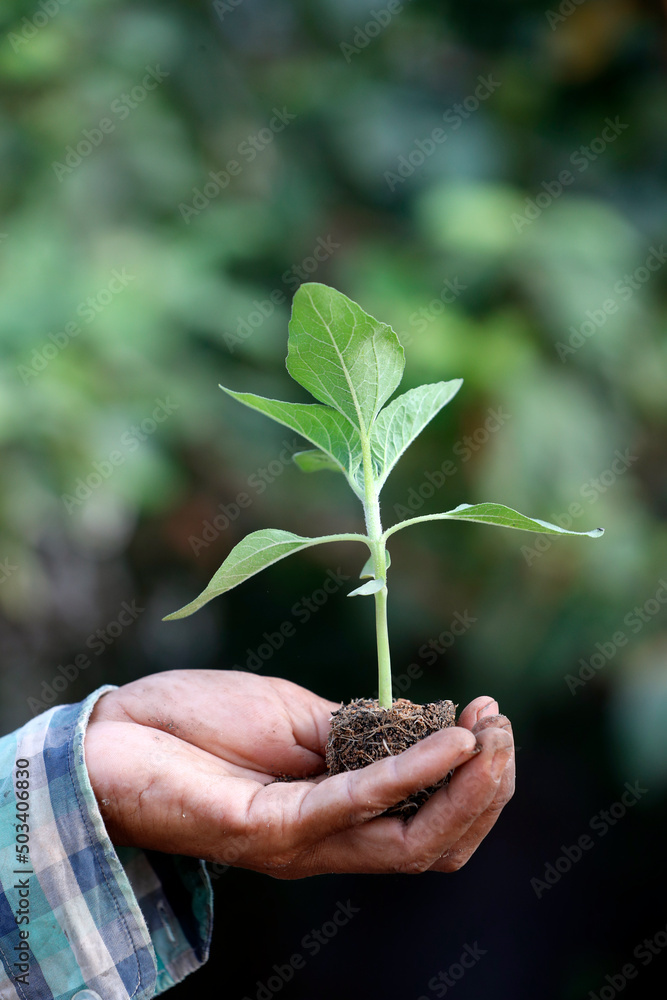Agriculture. Asia. Daily life. Asia. Agriculture. Asia. Daily life. Asia.