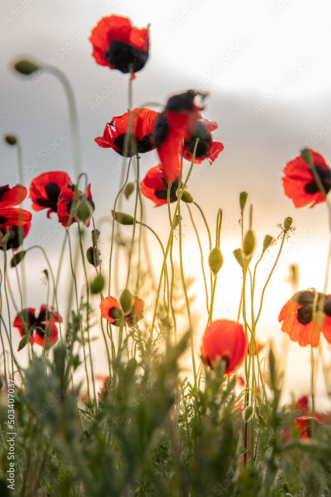 Obraz premium Blooming poppies on the field in the setting evening sun. Close-up. background image