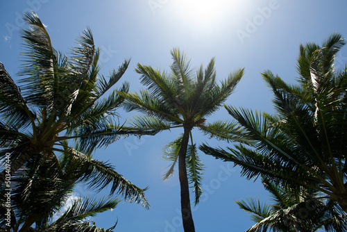 Tropical palm leaf background  coconut palm trees. Summer tropical island  vacation pattern.