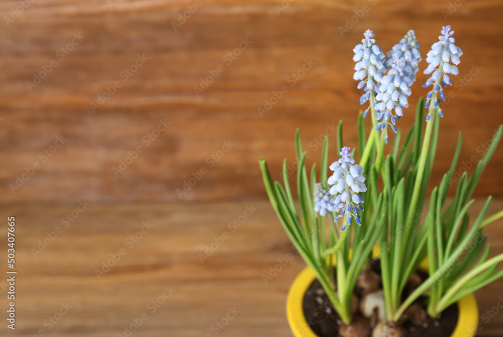 Pot with blooming grape hyacinth (Muscari) on wooden table