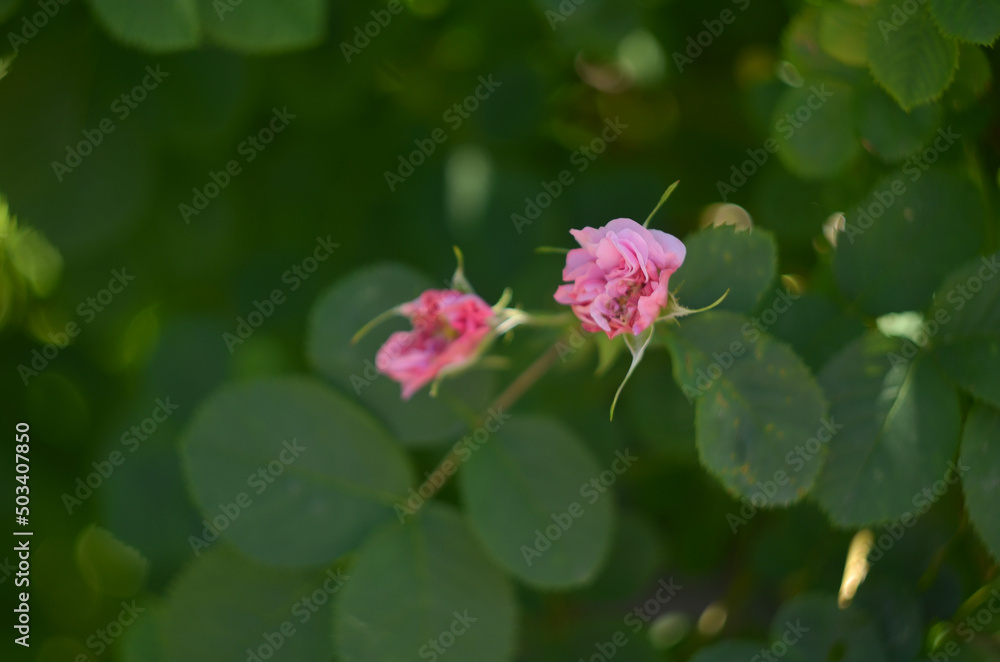Blooming pink roses in the garden. Rosehipr oses on the Bush. Growing roses in the garden Blooming pink roses in the garden. Rosehipr oses on the Bush. Growing roses in the garden